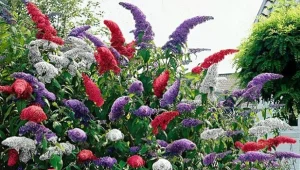 Budleja trójkolorowa łączy odmiany o białych, czerwonych i niebiesko-fioletowych kwiatach./ gugplanteskole