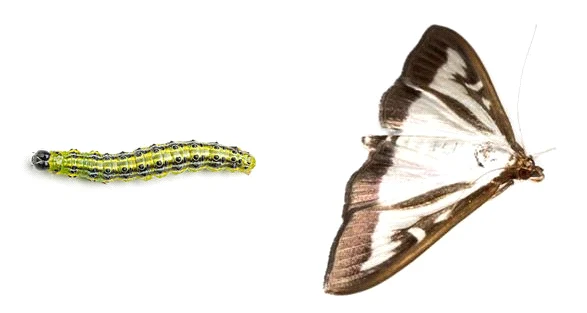 Dorosłe osobniki na pozór przypominają zwykłe ćmy