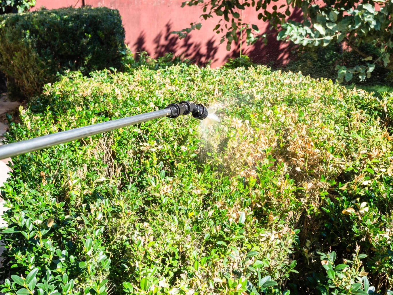 Przed wykonaniem oprysku należy usunąć opadłe liście oraz pozbyć się porażonych gałęzi, w których mogłyby znajdować się jajeczka lub poczwarki ćmy ...