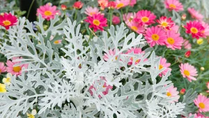 Starzec pięknie ozdabia rabaty, balkony i tarasy.