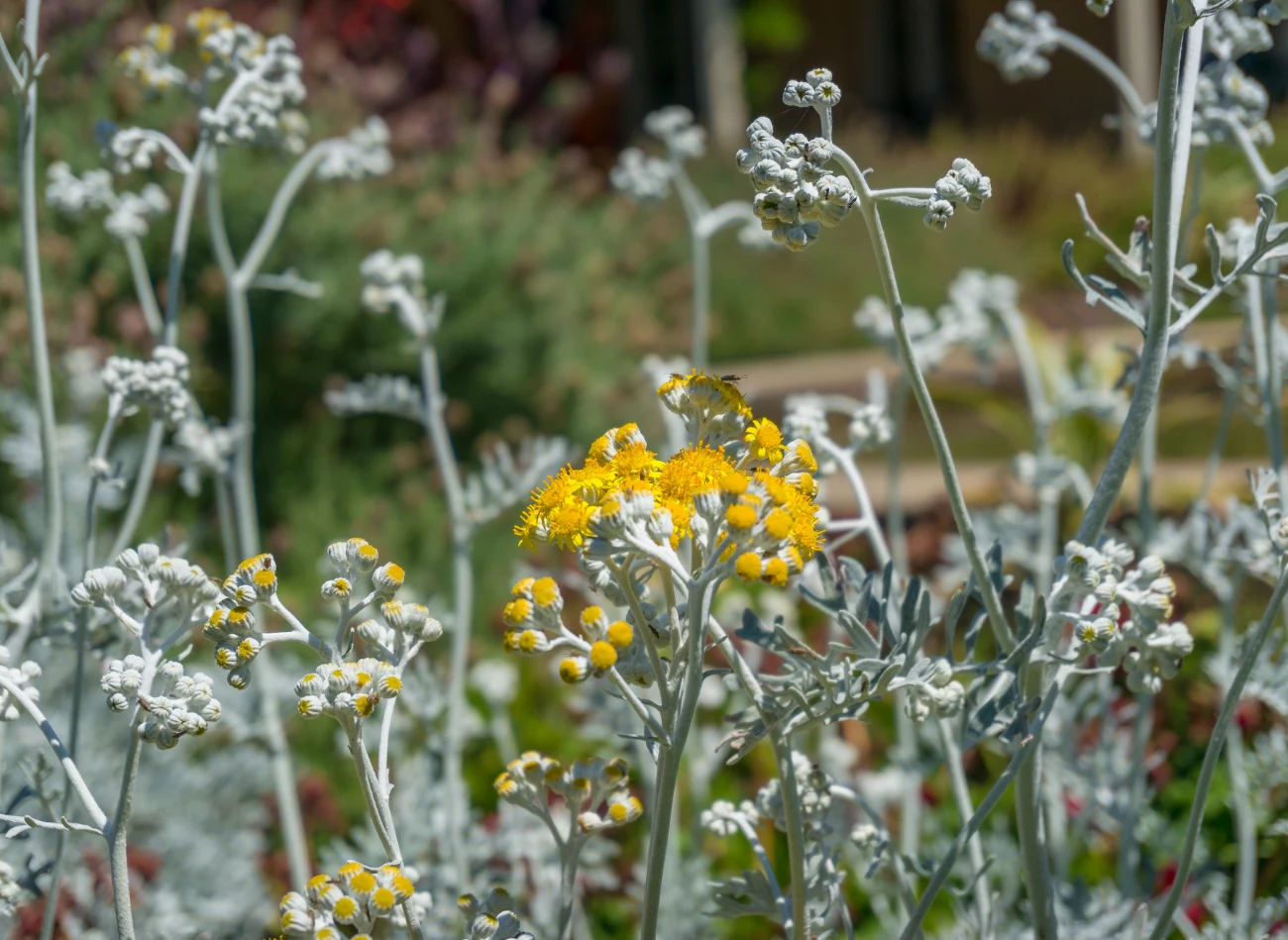 W okresie letnim starzec zakwita