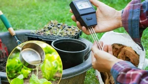 Większość gatunków najlepiej rośnie na glebach obojętnych, zwykle o pH 6,5-7.