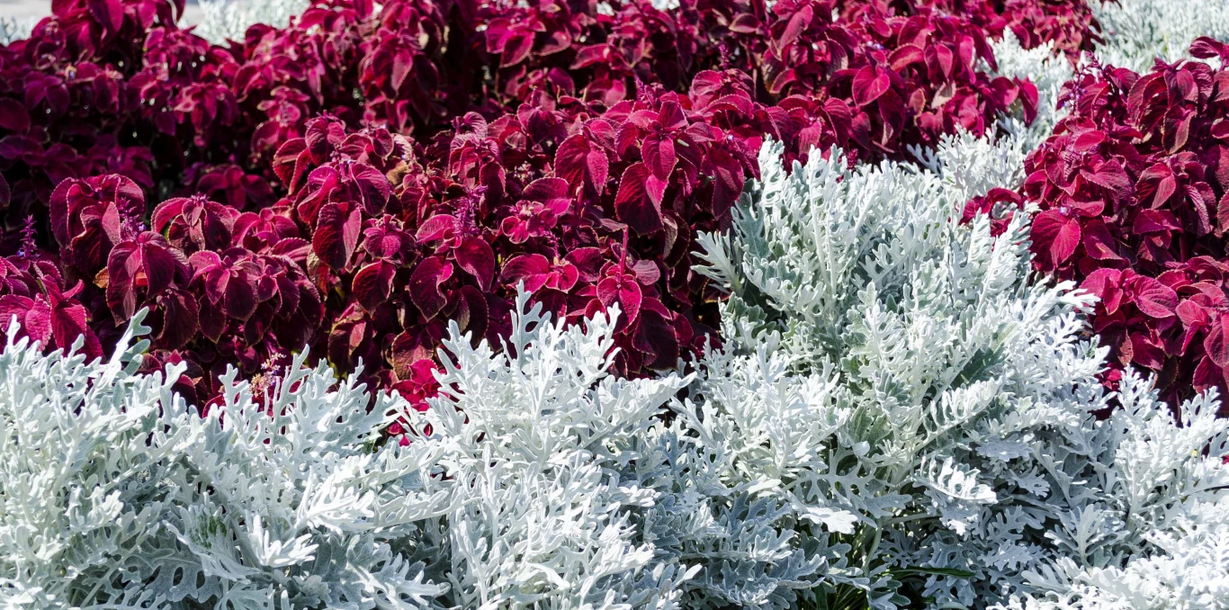 Starzec pięknie komponuje się z kolorowymi liśćmi