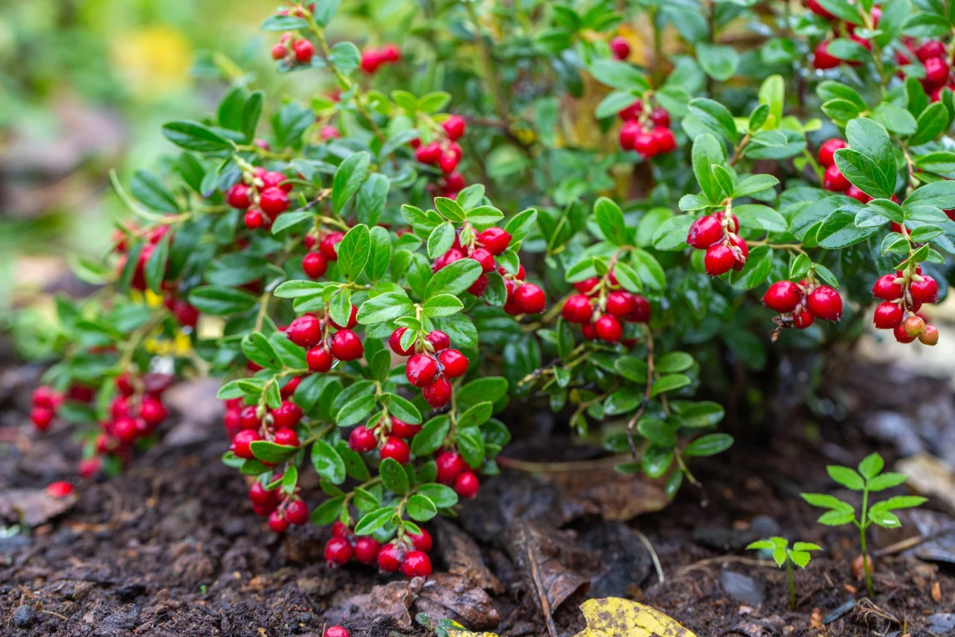 Borówka brusznica to niewysoki krzew, który wytwarza czerwone owoce