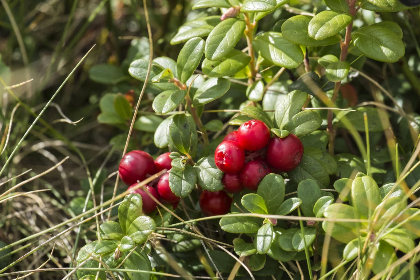 Borówka brusznica świetnie komponuje się w towarzystwie wrzośców czy różaneczników
