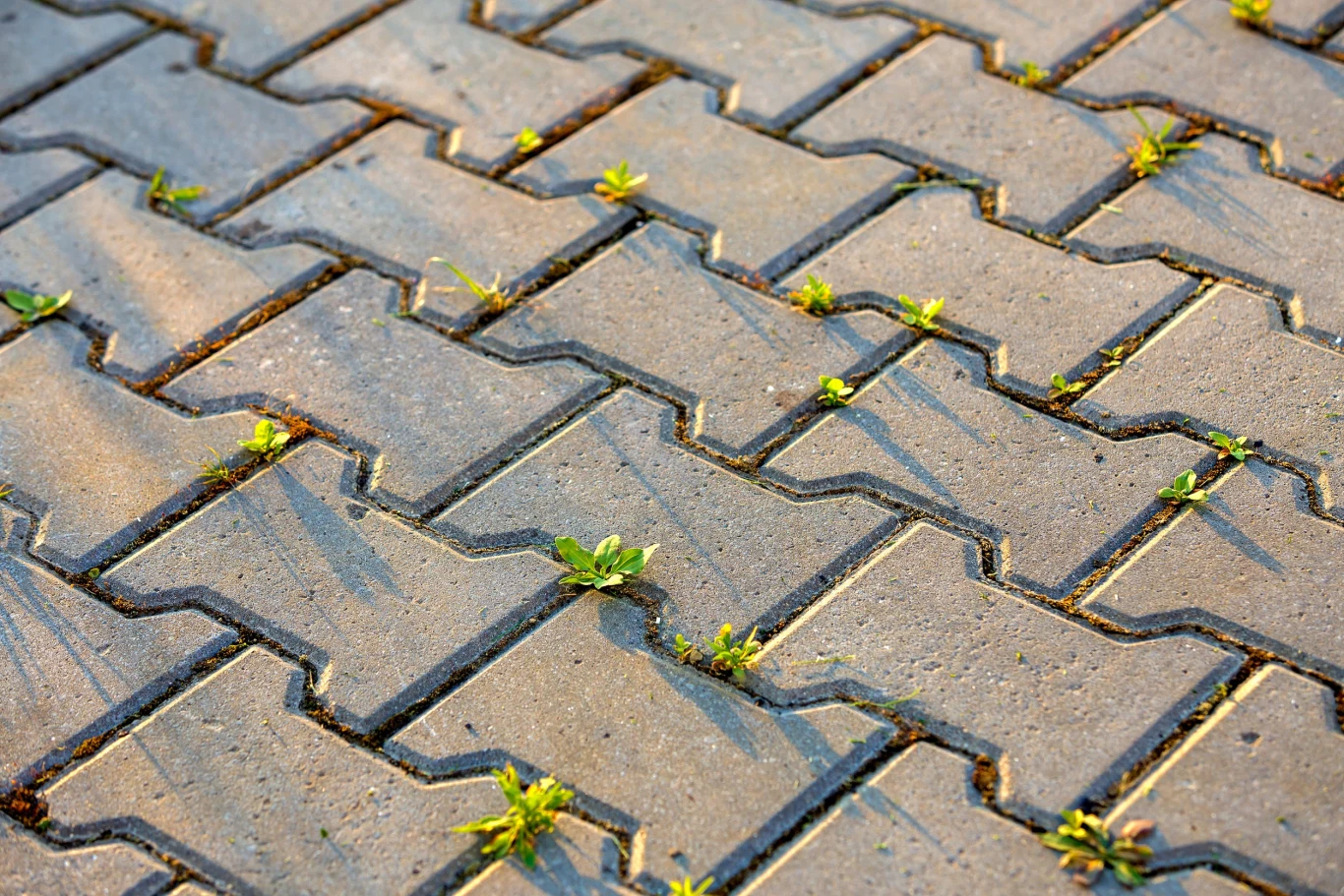 Impregnacja kostki brukowej ogranicza rozrost mchu i chwastów