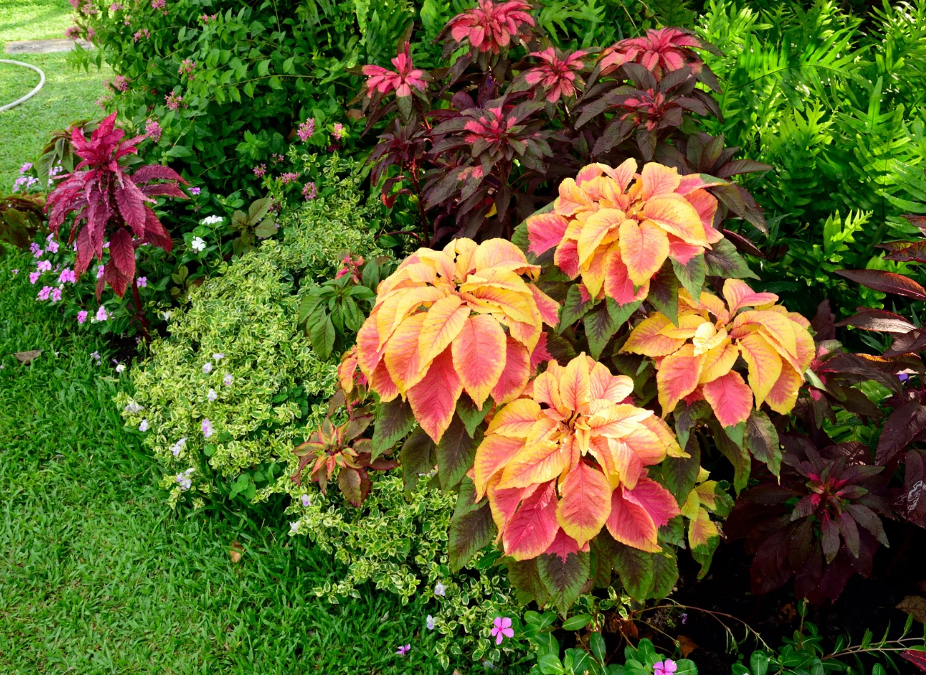 Szarłat trójbarwny pozwala tworzyć w ogrodzie piękne kolorowe kompozycje