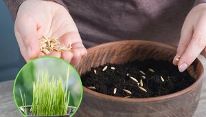 Podpowiadamy, kiedy wysiać owies, by wyrósł przed świętami wielkanocnymi