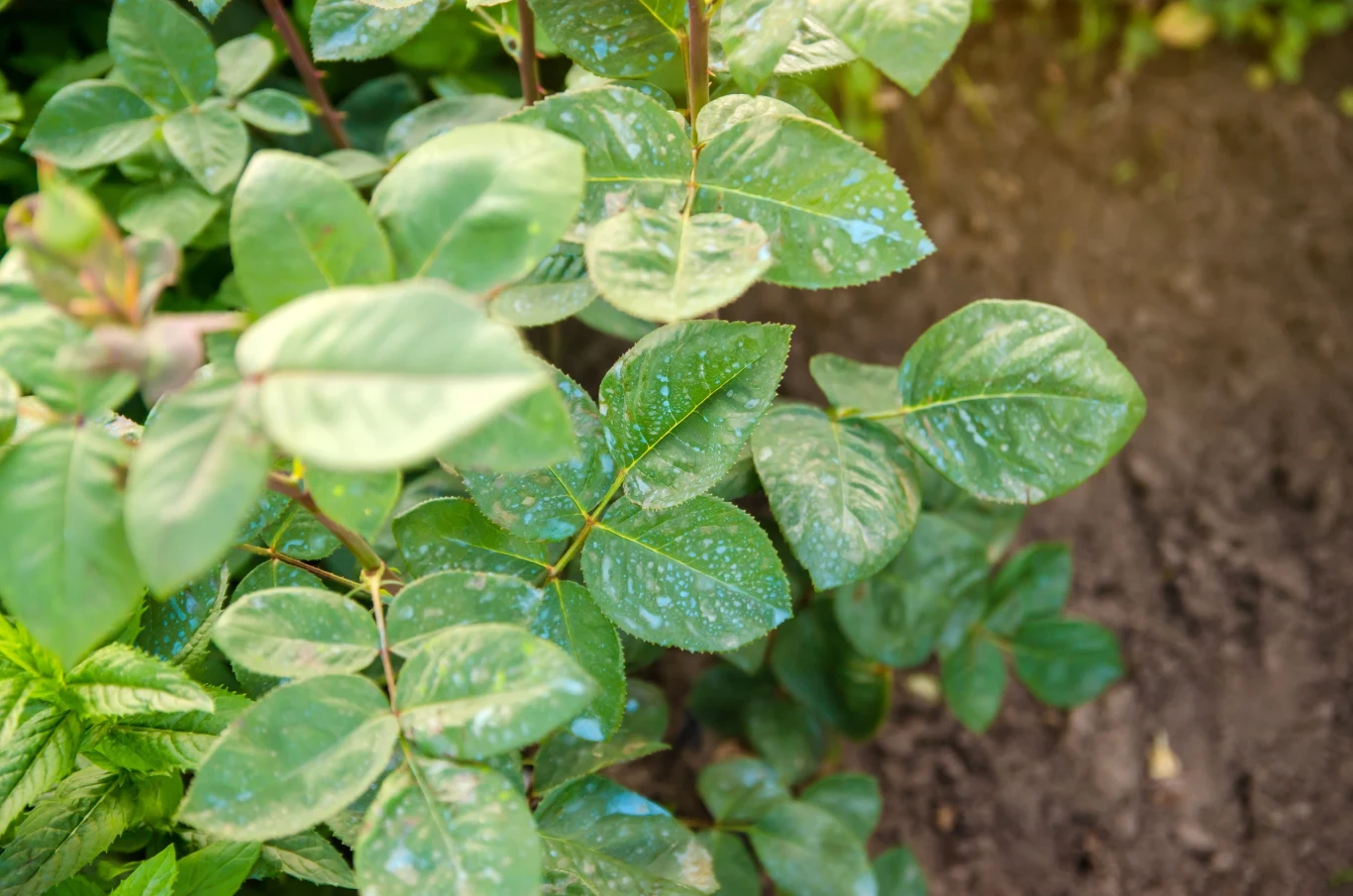 Opryski miedzianem są często stosowane w profilaktyce chorób krzewów ozdobnych