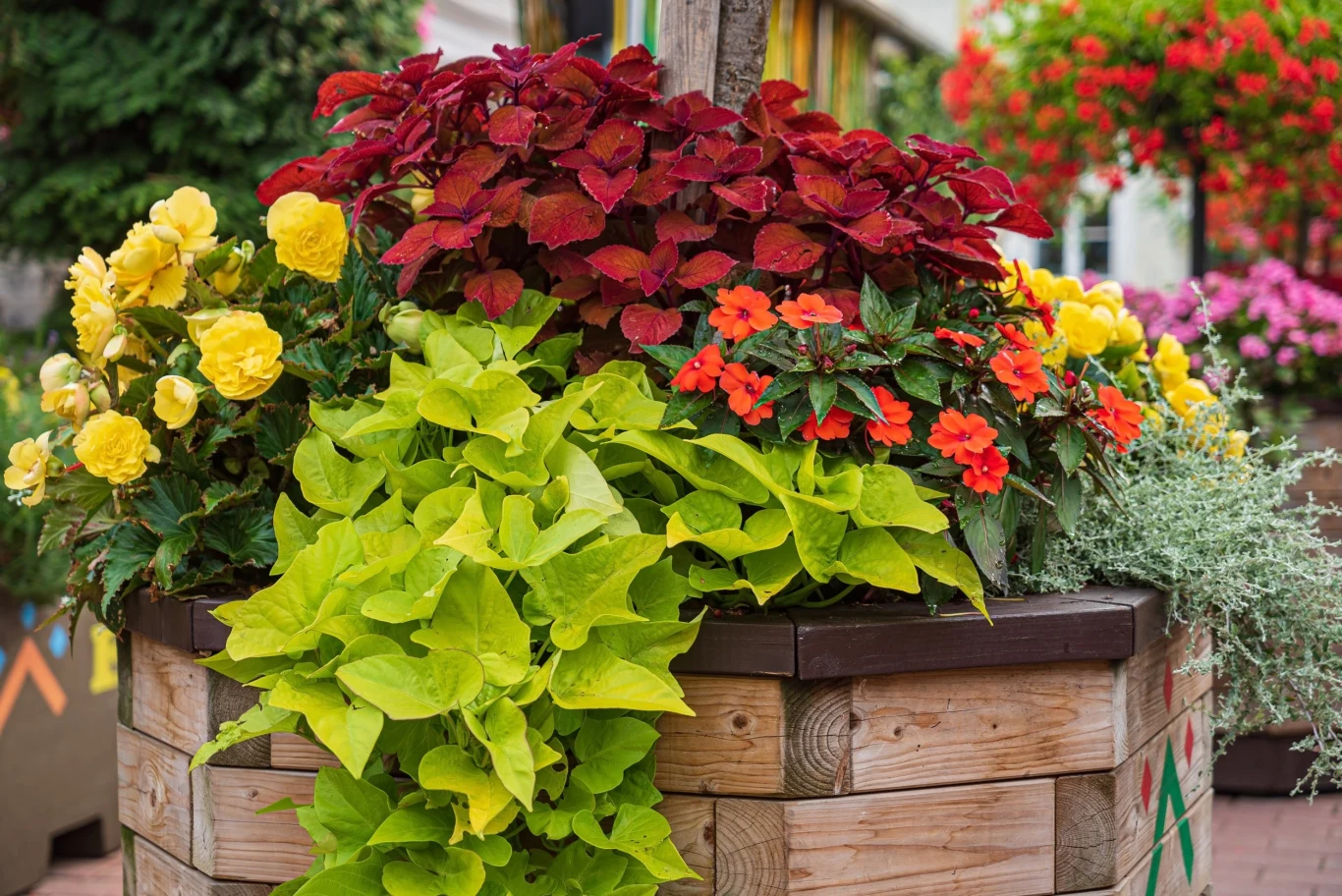 Kolorowe liście znakomicie urozmaicą ogród