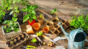 Oto przydatny terminarz siewu, sadzenia i zbioru warzyw