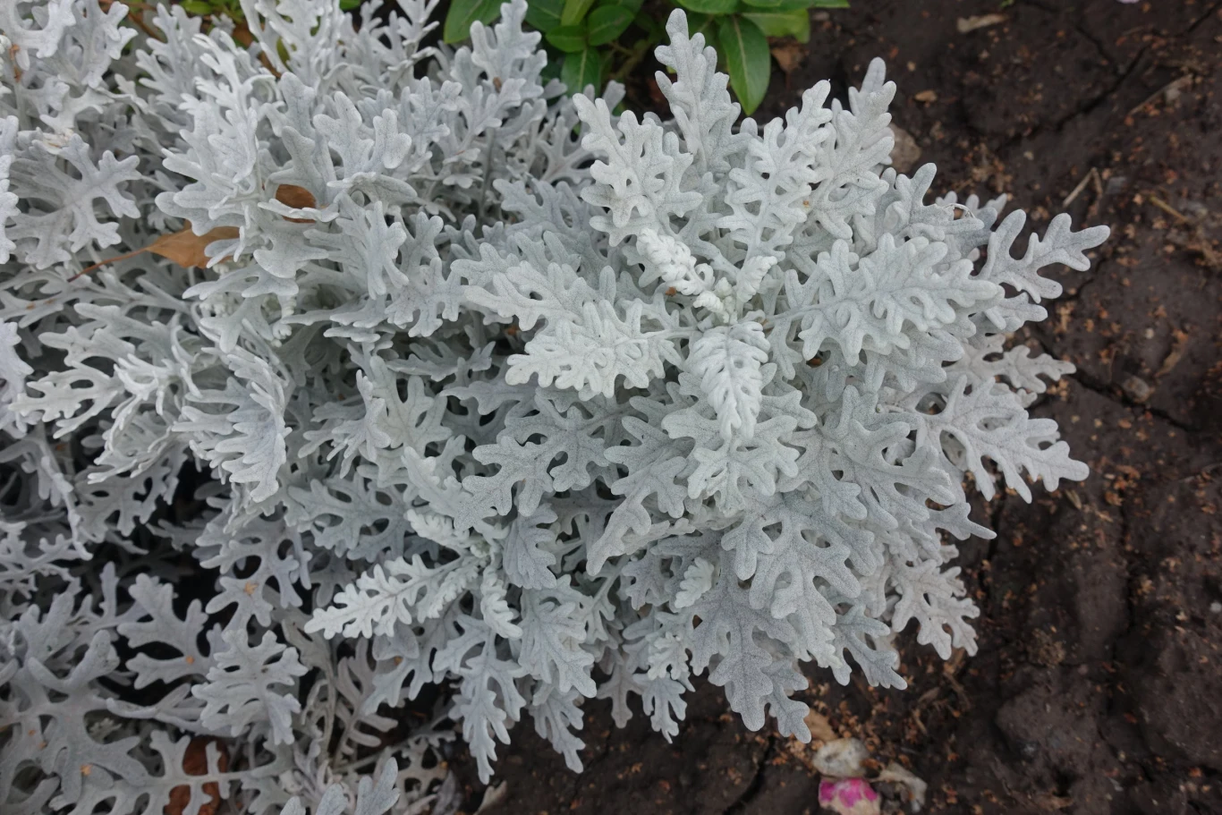 Starzec posiada ozdobne srebrne liście