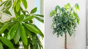 Pachira posiada efektowne liście i pień przypominający spleciony warkocz.