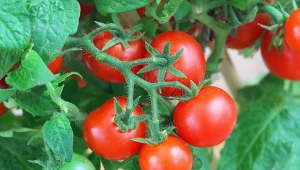 Pomidory koktajlowe można z powodzeniem uprawiać na balkonie.