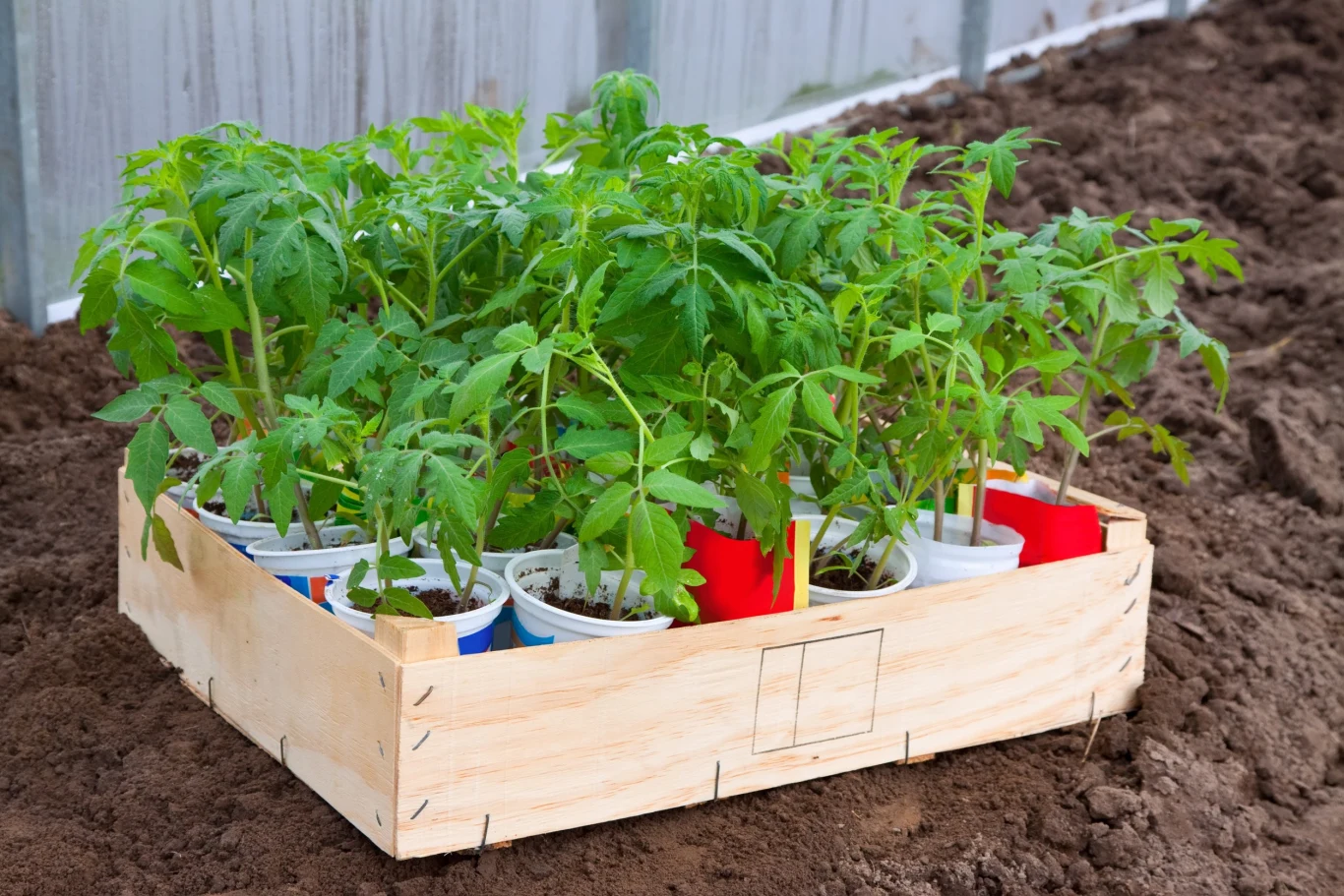 Wczesną wiosną można już zacząć przygotowywać rozsady pomidorów