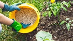 Wiosną możemy zasilać warzywa na wosami organicznymi, mineralnymi i roślinnymi. Fot. 123RF/PICSEL.