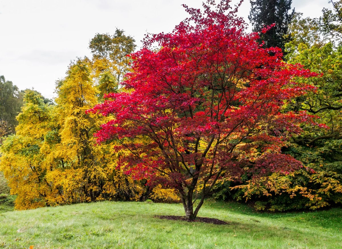 Zachwycają feerią barw, prezentują się spektakularnie, a ich uprawa jest stosunkowo łatwa