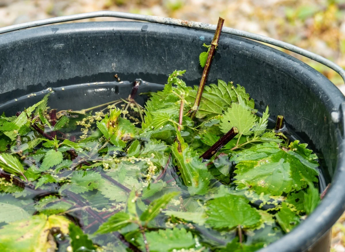 Gnojówka z pokrzywy to naturalny nawóz wspierający wzrost warzyw