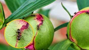 Mrówki do ogrodu przyciąga łatwy dostęp do pożywienia