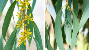 Eukaliptus to piękna i aromatyczna roślina.