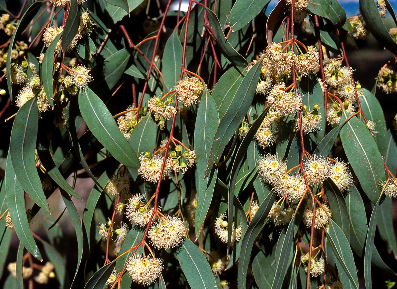 Eukaliptus cytrynowy wydaje białe pierzaste kwiaty