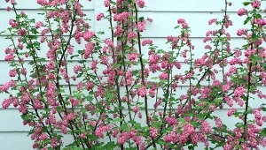 Jej kwiaty zachwycają, a uprawa nie sprawia problemu.