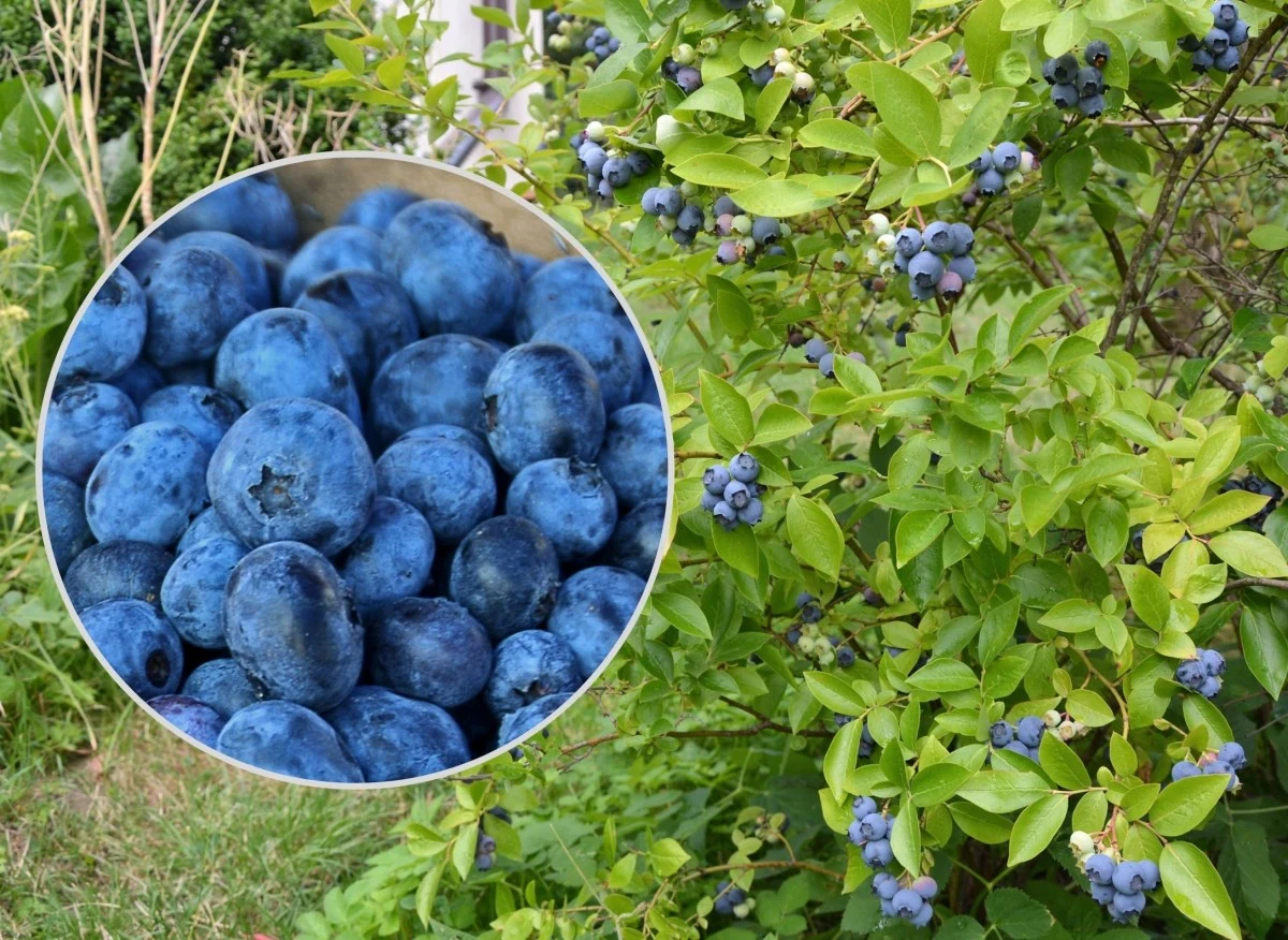 Borówka amerykańska to roślina ciesząca się w Polsce stale rosnącą popularnością
