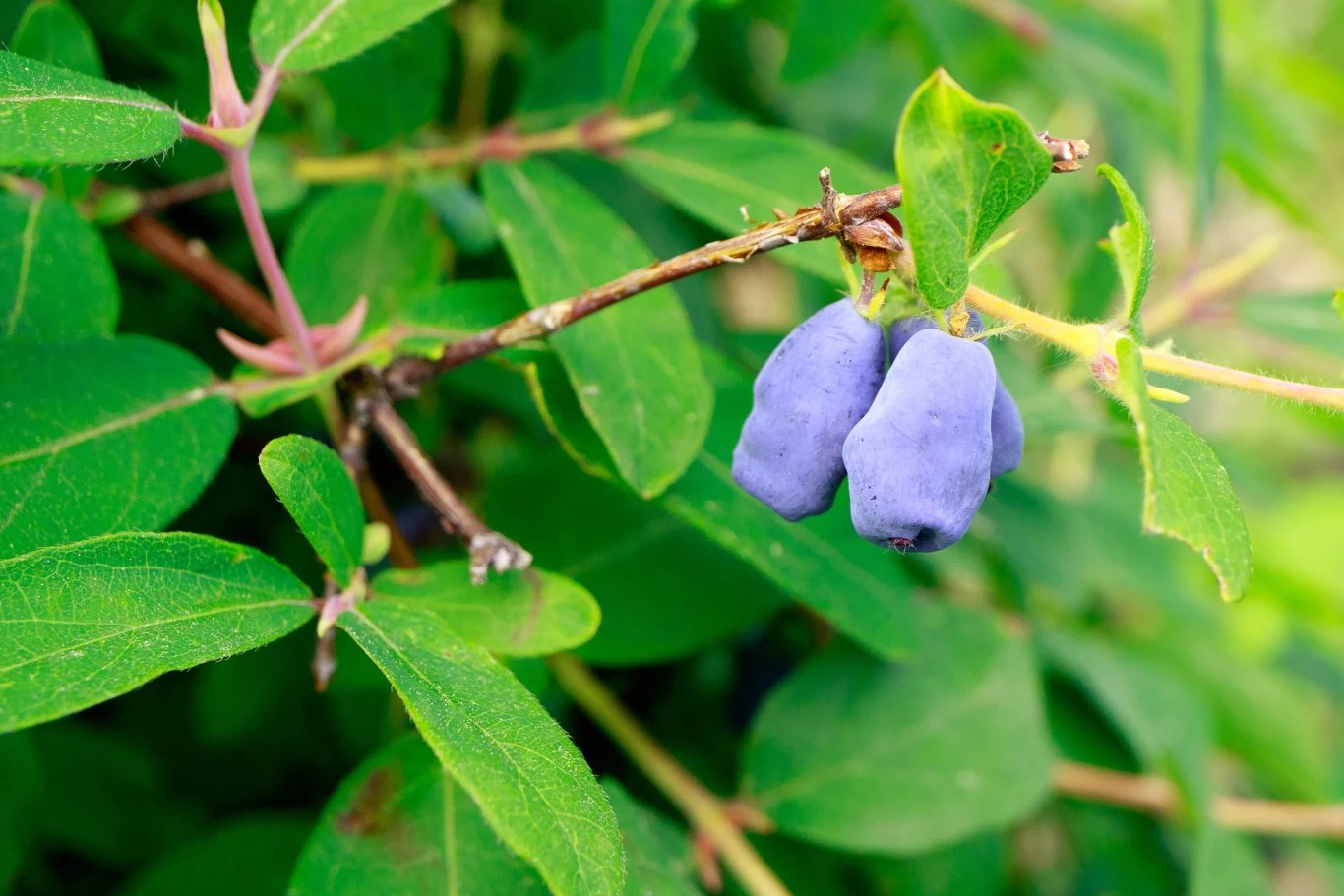 W zależności od odmiany owoce jagody kamczackiej mogą mieć podłużny lub gruszkowaty kształt