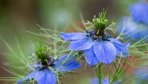 Czarnuszka damaceńska to roślina miododajna