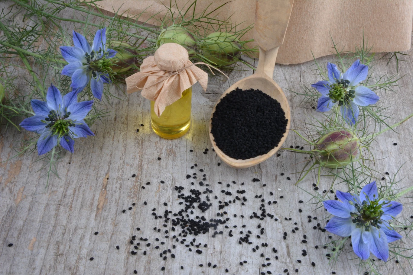 Czarnuszkę rozmnaża się z nasion