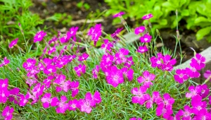 Gatunek roślin należy dostosować do rodzaju ziemi w ogrodzie.