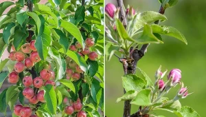 Uprawa kolumnowa nie jest trudna, a daje wiele satysfakcji.