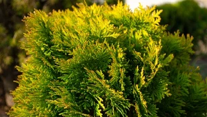 Jałowiec kuriwao gold jest jedną z odmian jałowca chińskiego