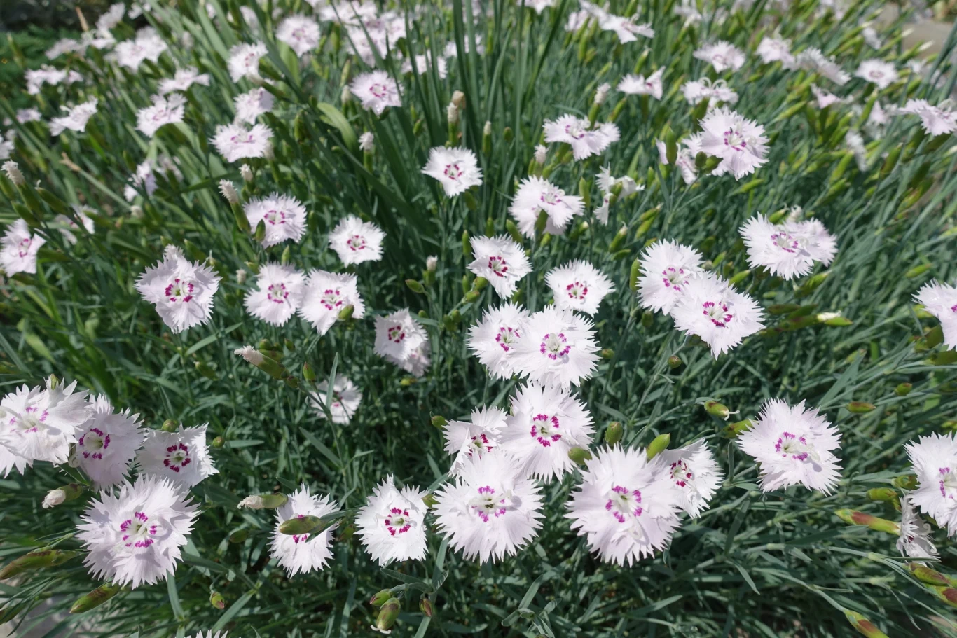 Goździk kropkowany piękne prezentuje się posadzony w grupach