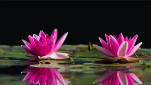 Fot. Materiały promocyjne