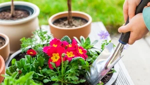 Na co zwrócić uwagę kupując kwiaty na balkon?