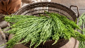 Skrzyp polny to roślina o charakterystycznych choinkowatych pędach, którą w naturze można spotkać w wielu rodzimych lasach