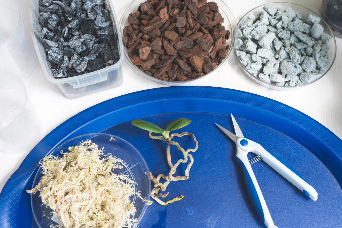 W przypadku ataku szkodników dobrym pomysłem jest także wymiana ich podłoża