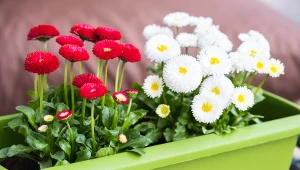 Wiosenne kwiaty warto łączyć z uprawą innych gatunków.