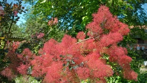 Perukowiec to drzewo niewielkich rozmiarów lub krzew ozdobny o okrągłym pokroju