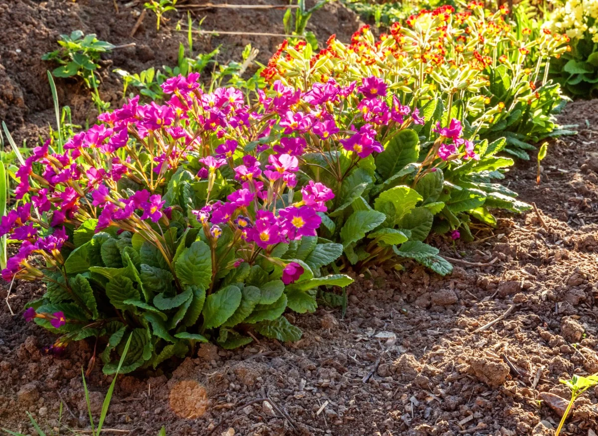 Wytrzymałe na mróz pierwiosnki występują w różnorodnych wielkościach i kształtach