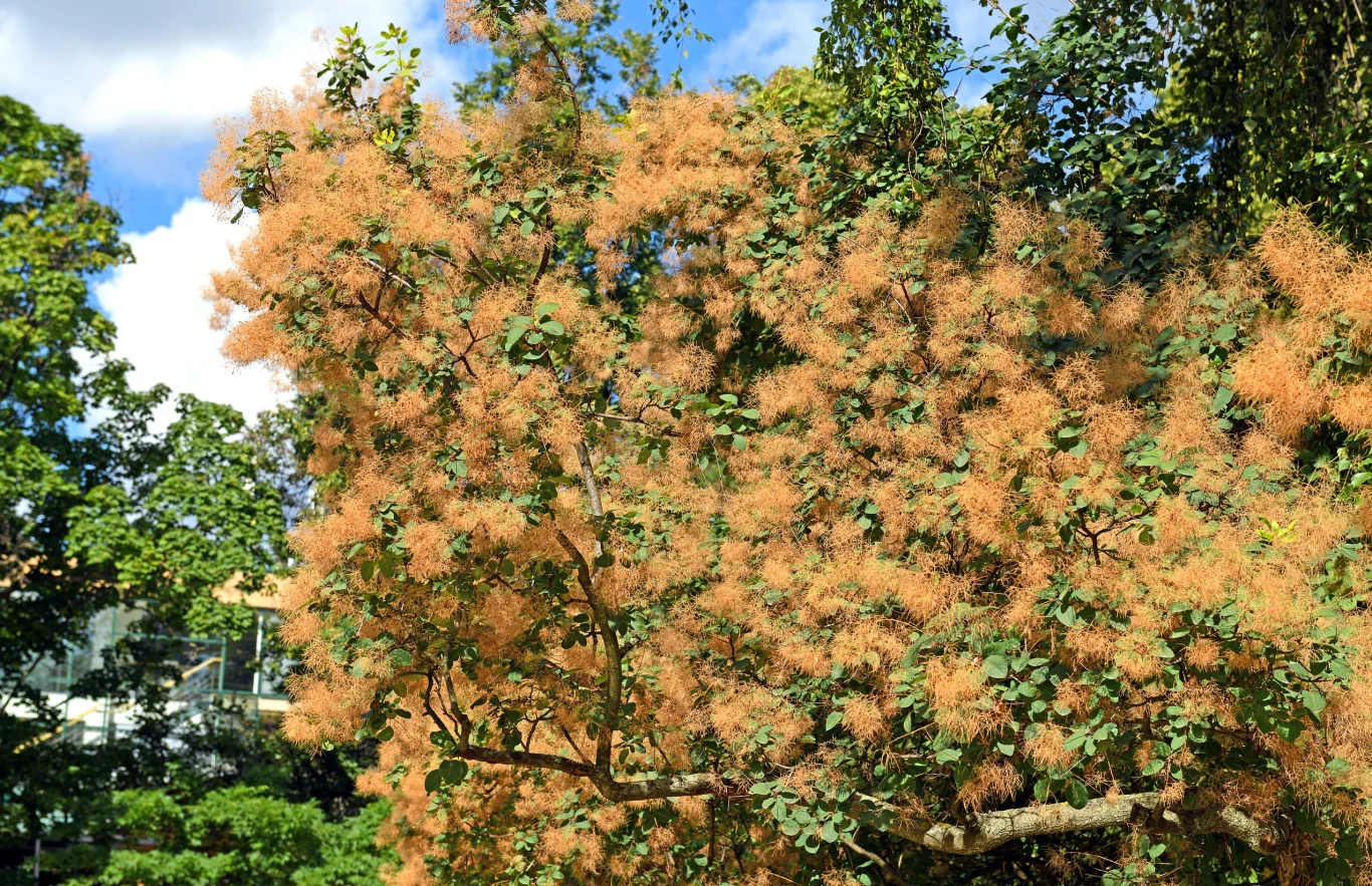 Kwiaty perukowców są małe i pojawiają się w czerwcu