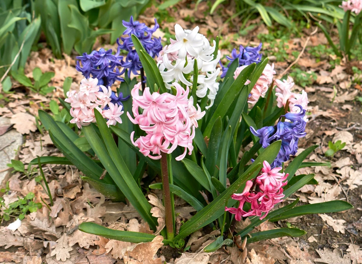 Hiacynt to barwnie pachnąca roślina o pięknych kolorowych kwiatach