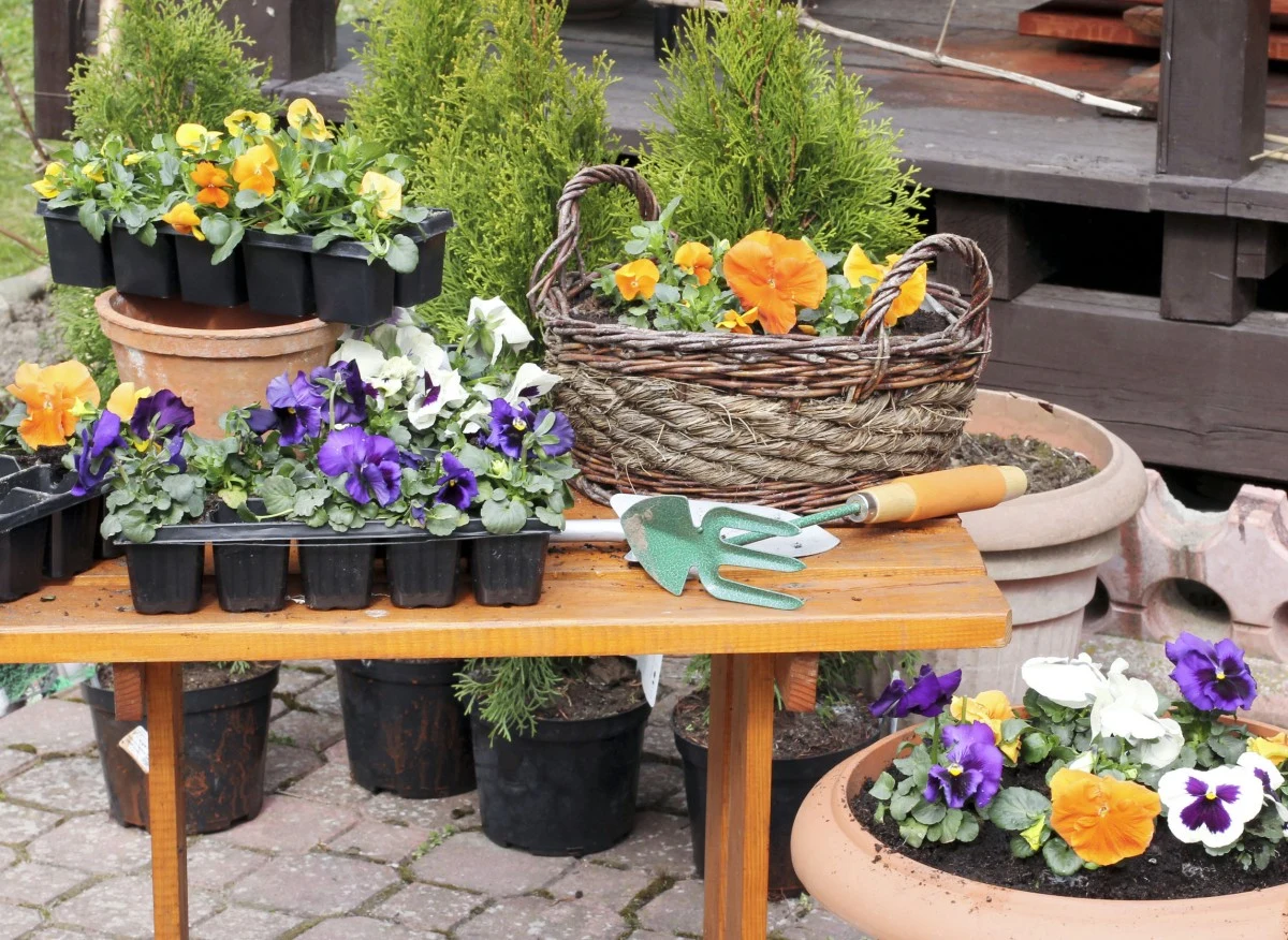 Bratki są odporne na niskie temperatury, więc można sadzić je już od marca
