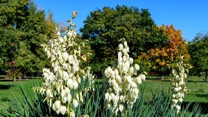 Juka ogrodowa to niezwykle popularna roślina, chętnie na tarasach, balkonach i rabatach