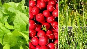 Uprawę warzyw w pojemnikach mozna rozpocząć w każdej chwili.