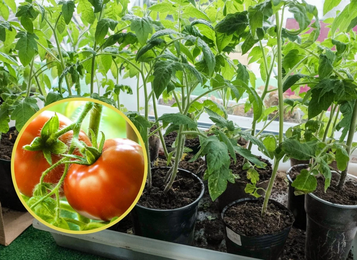 Młode siewki pomidorów pojawiają się już po dwóch tygodniach