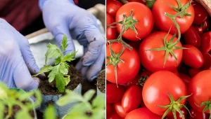 Pomidory bardzo lubią przesadzanie. Dzięki niemu zapewniamy roślinom lepsze warunki zarówno do rozwoju części nadziemnej, jak i systemu korzeniowego.