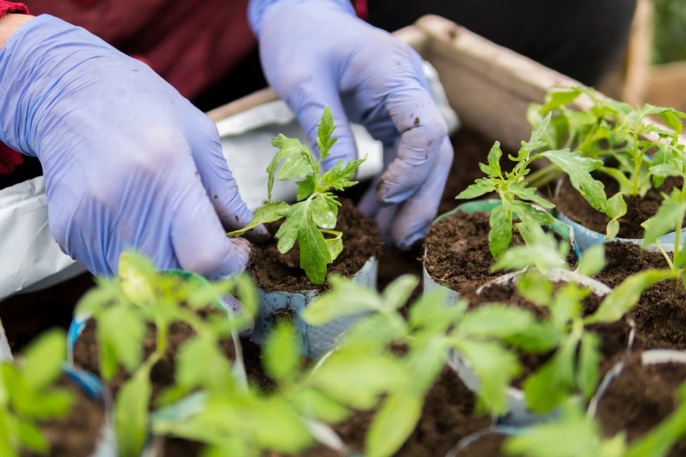 pikowanie pomidorów