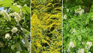 Gatunki inwazyjne przyczyniają się do zaburzenia naturalnej równowagi w przyrodzie.